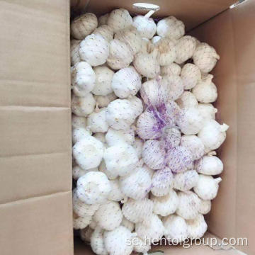 Shandong färsk vit skalad vitlök
